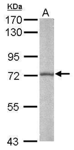 Invitrogen BMAL1 Polyclonal Antibody 100 &mu;L; Unconjugated:Antibodies,
