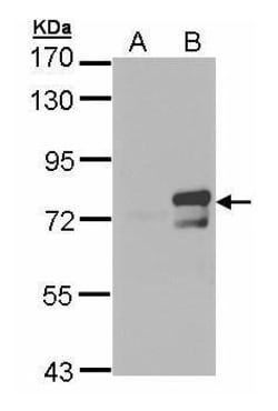 Invitrogen BMAL1 Polyclonal Antibody 100 &mu;L; Unconjugated:Antibodies,