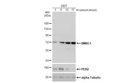 Invitrogen BMAL1 Polyclonal Antibody 100 &mu;L; Unconjugated:Antibodies,
