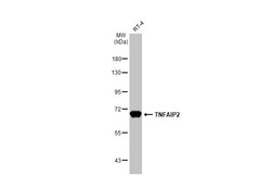 Invitrogen TNFAIP2 Polyclonal Antibody 100 &mu;L; Unconjugated:Antibodies,