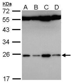 Invitrogen FAM9B Polyclonal Antibody 100 &mu;L; Unconjugated:Antibodies,