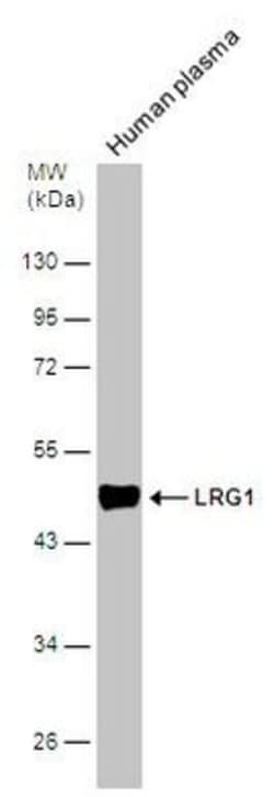 Invitrogen LRG1 Polyclonal Antibody 100 &mu;L; Unconjugated:Antibodies,