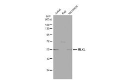 Invitrogen MLKL Polyclonal Antibody 100 &mu;L; Unconjugated:Antibodies,