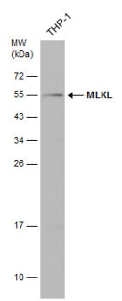 Invitrogen MLKL Polyclonal Antibody 100 &mu;L; Unconjugated:Antibodies,