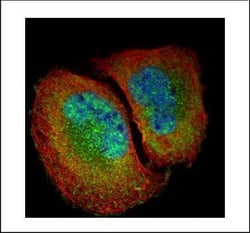 Invitrogen NFkB p65 Polyclonal Antibody 100 &mu;L; Unconjugated:Antibodies,