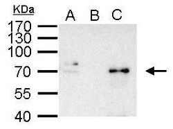 Invitrogen NFkB p65 Polyclonal Antibody 100 &mu;L; Unconjugated:Antibodies,