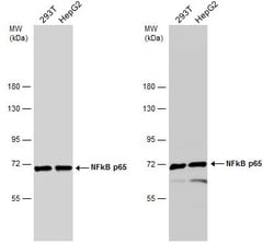 Invitrogen NFkB p65 Polyclonal Antibody 100 &mu;L; Unconjugated:Antibodies,