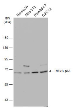 Invitrogen NFkB p65 Polyclonal Antibody 100 &mu;L; Unconjugated:Antibodies,