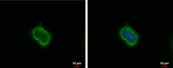 Invitrogen&trade;&nbsp;CXCL9 Polyclonal Antibody
