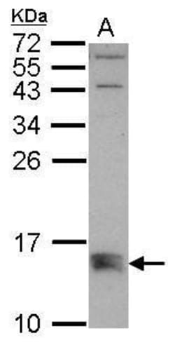 Bmf Polyclonal Antibody, Invitrogen 100 &mu;L; Unconjugated:Antibodies,