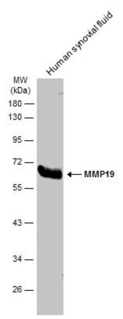 Invitrogen MMP19 Polyclonal Antibody 100 &mu;L; Unconjugated:Antibodies,