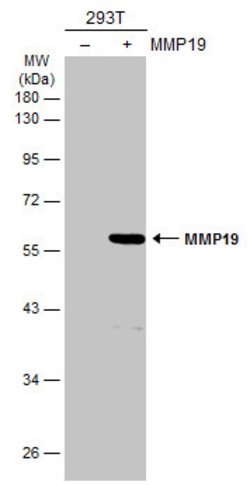 Invitrogen MMP19 Polyclonal Antibody 100 &mu;L; Unconjugated:Antibodies,
