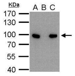 Invitrogen Calnexin Polyclonal Antibody 100 &mu;L; Unconjugated:Antikroppar