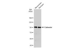 Invitrogen Calnexin Polyclonal Antibody 100 &mu;L; Unconjugated:Antikroppar