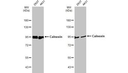 Invitrogen Calnexin Polyclonal Antibody 100 &mu;L; Unconjugated:Antikroppar