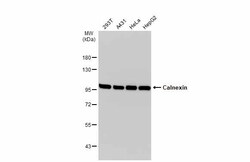 Invitrogen Calnexin Polyclonal Antibody 100 &mu;L; Unconjugated:Antikroppar