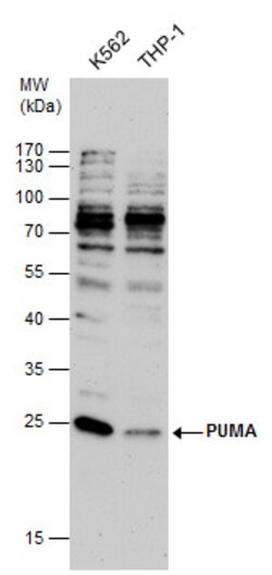 Invitrogen PUMA alpha Polyclonal Antibody 100 &mu;L; Unconjugated:Antibodies,
