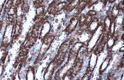 Invitrogen HSP60 Polyclonal Antibody 100 &mu;L; Unconjugated:Antibodies,