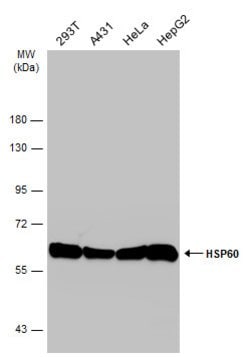 Invitrogen HSP60 Polyclonal Antibody 100 &mu;L; Unconjugated:Antibodies,