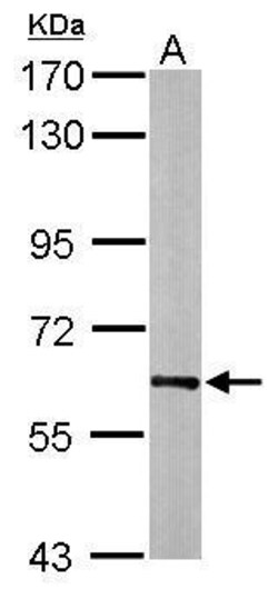 Invitrogen HSP60 Polyclonal Antibody 100 &mu;L; Unconjugated:Antibodies,