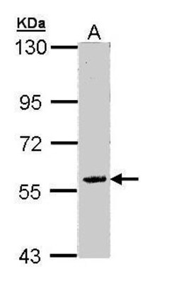 Invitrogen FAM126A Polyclonal Antibody 100 μL; Unconjugated:Antibodies,