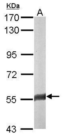Invitrogen FAM126A Polyclonal Antibody 100 μL; Unconjugated:Antibodies,