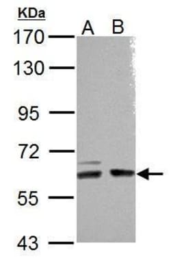 Invitrogen ARHGEF9 Polyclonal Antibody 100 &mu;L; Unconjugated:Antibodies,