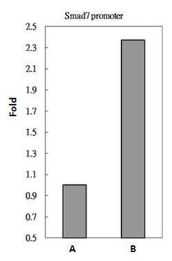 Invitrogen SMAD3 Polyclonal Antibody 100 μL; Unconjugated:Antibodies,