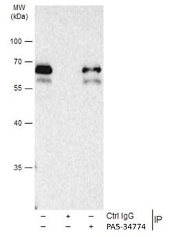 Invitrogen SMAD3 Polyclonal Antibody 100 μL; Unconjugated:Antibodies,