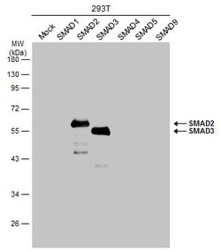 Invitrogen SMAD3 Polyclonal Antibody 100 μL; Unconjugated:Antibodies,