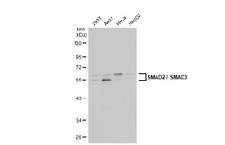 Invitrogen SMAD3 Polyclonal Antibody 100 μL; Unconjugated:Antibodies,