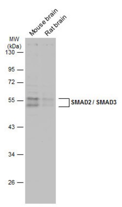 Invitrogen SMAD3 Polyclonal Antibody 100 μL; Unconjugated:Antibodies,