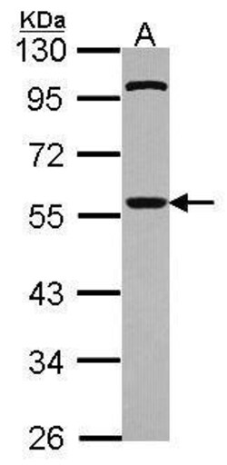 Invitrogen Cdc20 Polyclonal Antibody 100 &mu;L; Unconjugated:Antibodies,