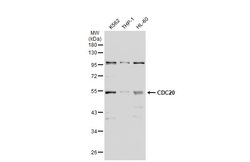 Invitrogen Cdc20 Polyclonal Antibody 100 &mu;L; Unconjugated:Antibodies,