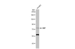 Invitrogen RIP1 Polyclonal Antibody 100 μL; Unconjugated:Antibodies,