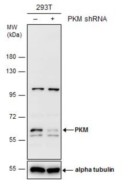 Invitrogen PKM2 Polyclonal Antibody 100 &mu;L; Unconjugated:Antibodies,