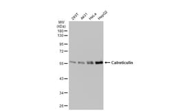 Invitrogen Calreticulin Polyclonal Antibody 100 &mu;L; Unconjugated:Antikörper