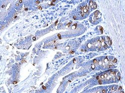 Invitrogen Collagen III Polyclonal Antibody 100 &mu;L; Unconjugated:Antibodies,