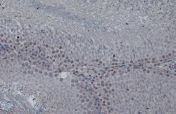 Invitrogen TIP60 Polyclonal Antibody 100 &mu;L; Unconjugated:Antibodies,