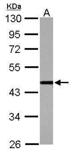 Invitrogen CSTF1 Polyclonal Antibody 100 &mu;L; Unconjugated:Antibodies,