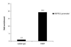 Invitrogen PARP1 Polyclonal Antibody 100 &mu;L; Unconjugated:Antibodies,