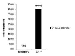 Invitrogen PARP1 Polyclonal Antibody 100 &mu;L; Unconjugated:Antibodies,