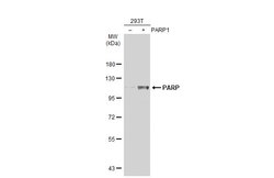 Invitrogen PARP1 Polyclonal Antibody 100 &mu;L; Unconjugated:Antibodies,