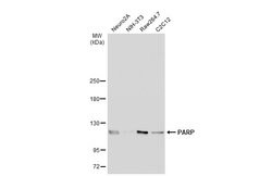 Invitrogen PARP1 Polyclonal Antibody 100 &mu;L; Unconjugated:Antibodies,