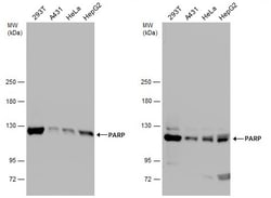 Invitrogen PARP1 Polyclonal Antibody 100 &mu;L; Unconjugated:Antibodies,