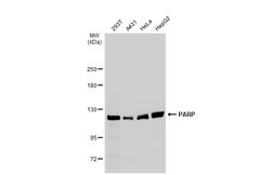 Invitrogen PARP1 Polyclonal Antibody 100 &mu;L; Unconjugated:Antibodies,