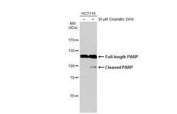 Invitrogen PARP1 Polyclonal Antibody 100 &mu;L; Unconjugated:Antibodies,