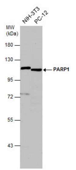 Invitrogen PARP1 Polyclonal Antibody 100 &mu;L; Unconjugated:Antibodies,
