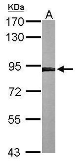 Invitrogen Calnexin Polyclonal Antibody 100 &mu;L; Unconjugated:Antibodies,