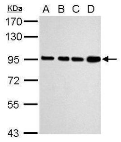 Invitrogen Calnexin Polyclonal Antibody 100 &mu;L; Unconjugated:Antibodies,